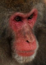1.Macaque japonais