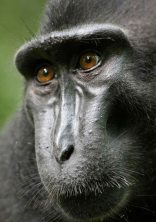 4.Macaque a╠Ç cre╠éte